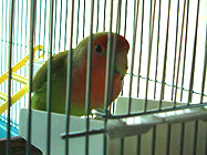 ���͂�A�����ς��H�ׂ��I