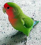 �ǂ��H�Ȃ����΂ł��[�ɂȂ������H