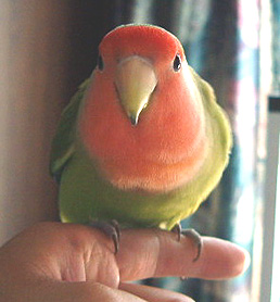 ���Ɓ[�����E�����[����񂿁A������������i���A����䂢�E�E�E(*^�O*)��گ�j