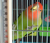 �J�[�e���A�|���񂾂��Ă΂��I