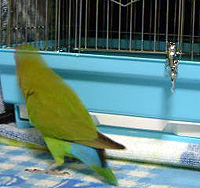 �i�X�J���A�y���ˁ�