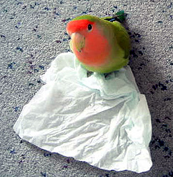 �˂��A�p�p�͂��H