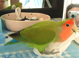 �Ȃ񂾂悧�[�B�B���A�Z�����̂��I