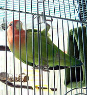 �ЂȂ��ڂ����A�����������`���