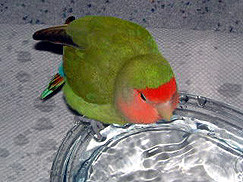 �����`�̂����I