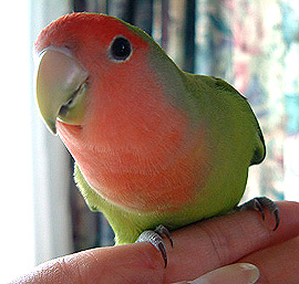 �����ƃC�C�R�ɂȂ�������I