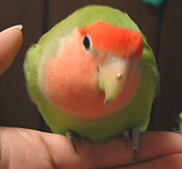 ���A�n�i�ɂ��Ă�̂̓S�n����B(^^;