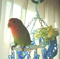 �p�s���ɂ������̐^�����Ă݂����