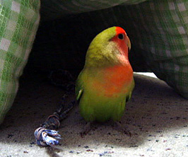 �������񂪂ˁA�����ɓ����Ă����ځI���Ă����́B