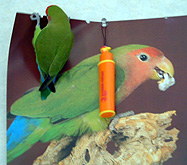 ���[�A�V�����J�����_�`��