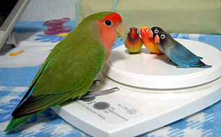 �܂܁`�A�V���肳��Ȃ́`�H