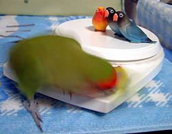 �˂��˂��I�����ڂ��[�悧�[�[�[�I