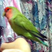 �˂��I�܂܁�