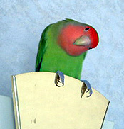 �܂��A�Ԃɂ����ς����́H