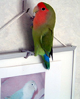 �ڂ��ˁA�ӂ����˂�����񂪃_�C�X�L�Ȃ񂾁�