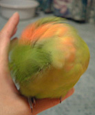 �Ȃ�ł����āH