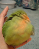 �������Ă���Ƃ����ˁA