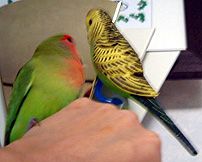 �ڂ��˂��A���Е������Ⴄ�񂾂悧�B�B�s���������́A�ǂ��H