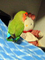 �����A�������������ꂽ�L�e�B�[����񂾁�