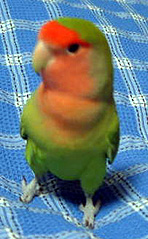 �����Ă����I�����Ƃ킵��킵�ቹ������񂾂���I