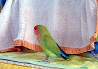 ���������`�A�����������Ă����񂾂��B