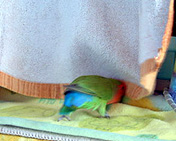 ������ƁA�����Ă݂����E�E�E�́B�B