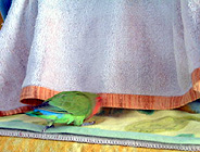 �Â��Ȃ�Ȃ��Ɠ���Ȃ��񂾂��ǁE�E�E