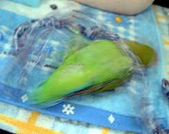 �q���ƋY��āE�E�E�Ђ�����Ԃ�������āB�B(^-^;