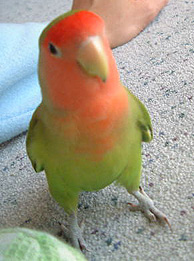 �N�����ꂾ���A�m���Ă���[���