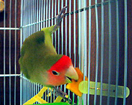 �j���W������Ȃ���ˁH(^^;