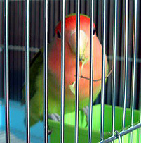 �����؁A�_�C�X�L�ɂȂ������