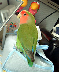 �ڂ��A�j�̎q�������`�`�`��I