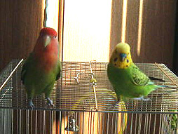 �͂��A�͂��߂܂��ā`�@o(^o^)o�޷�޷