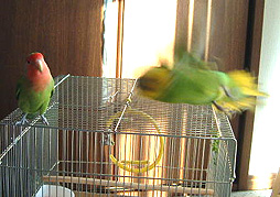 �P���W���[��A�ǂ��������Ⴄ�́`