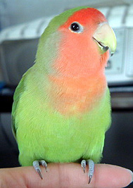 �C�C�R�ő҂��Ă���