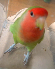 ���������o���Ă��Č����Ă��o�Ȃ��悧�[