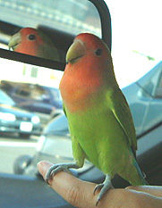 ���[�A�����ɂ��J�K�~������񂾂˂���