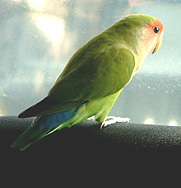 �ւ��`�A�����Ɗی����I