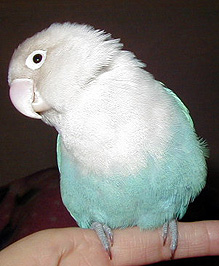 ���˂������Ƃ�������ɁA�C�C�R���Ă悤�ˁ�