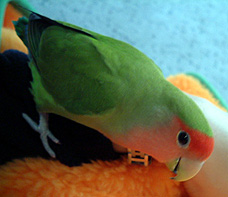 ���[��A�ڂ��̂����т��`�B�B