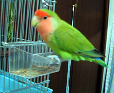 ���`�A���Ȃ����ア�����I