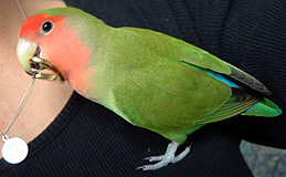 ����́A�ڂ��̃n�[�g��