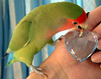 �ӂ����˂������̃n�[�g�����