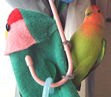 ��������Ƀ��L�A���Ă�́�