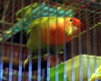 �����݂͂�ȂŃN���X�}�X�I