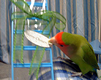 ��[�����V�����͂������`��