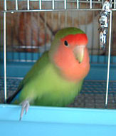 ���߂̂��[���ہI