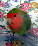 ������������A�L���C�ɂȂ�Ȃ��Ƃ˂��I