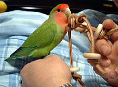 �����͂ˁA�p�p�����[���ς��V��ł��ꂽ�񂾁`��