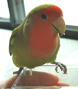 �S�n���̓}�}�Ƃ�������ɐH�ׂ�񂾂����